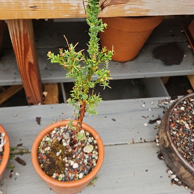 Photo of the plant species Coast Redwood 'Kenwood' by @UnbiasedWaxvine named Harry on Greg, the plant care app