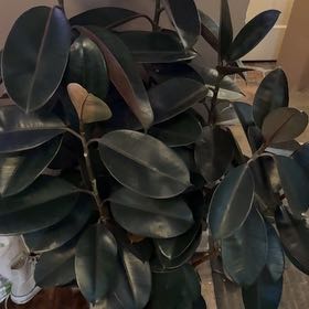 Photo of the plant species Ficus burgundy by @OptimalChosmo29 named Kelly on Greg, the plant care app