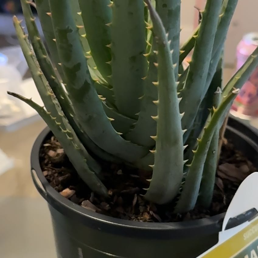 Photo of the plant species Aloe 'Blue Elf' by @FastAnise1 named da Vinci on Greg, the plant care app