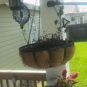 Photo of the plant species Sweet Mint by @ElderOakmoss8 named Mint on Greg, the plant care app