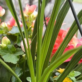 Photo of the plant species Big Blue Lilyturf by @SubstantWeed37 named LiloStitch on Greg, the plant care app