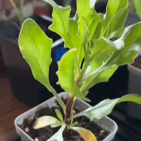 Photo of the plant species Perez's Sea Lavender by @SubstantWeed37 named Leaf Erickson on Greg, the plant care app