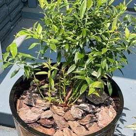 Photo of the plant species Blueberry Pink by @HandyGambeloak named Scarlet on Greg, the plant care app