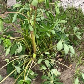 Photo of the plant species Wild Perennial Lupine by @FabRosemary14 named Wall-E on Greg, the plant care app