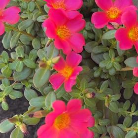 Photo of the plant species Portulaca oleracea 'Mega Pazzaz Dark Pink' by @QuesterTipa10 named Sol on Greg, the plant care app