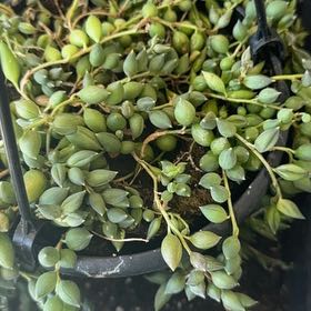 Photo of the plant species String of Tears by @DelectableAlbo8 named Terra on Greg, the plant care app