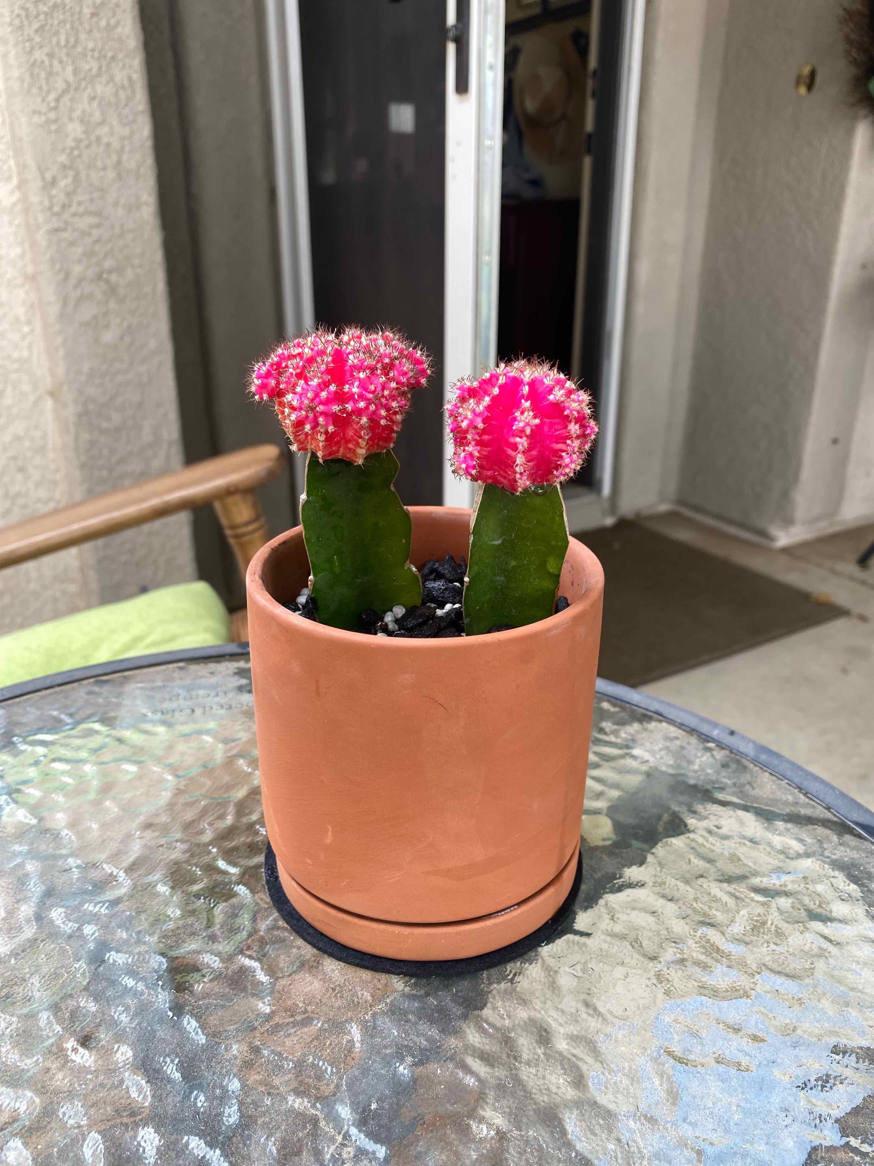 Blossom Pricklepuff