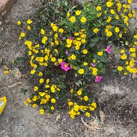 Photo of the plant species Common Yellow Monkeyflower by @SilkenBanana85 named Bodhi on Greg, the plant care app