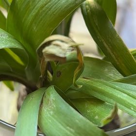 Photo of the plant species Hyacinth 'Happy' by @ChirpyBegonia86 named Wall-E on Greg, the plant care app