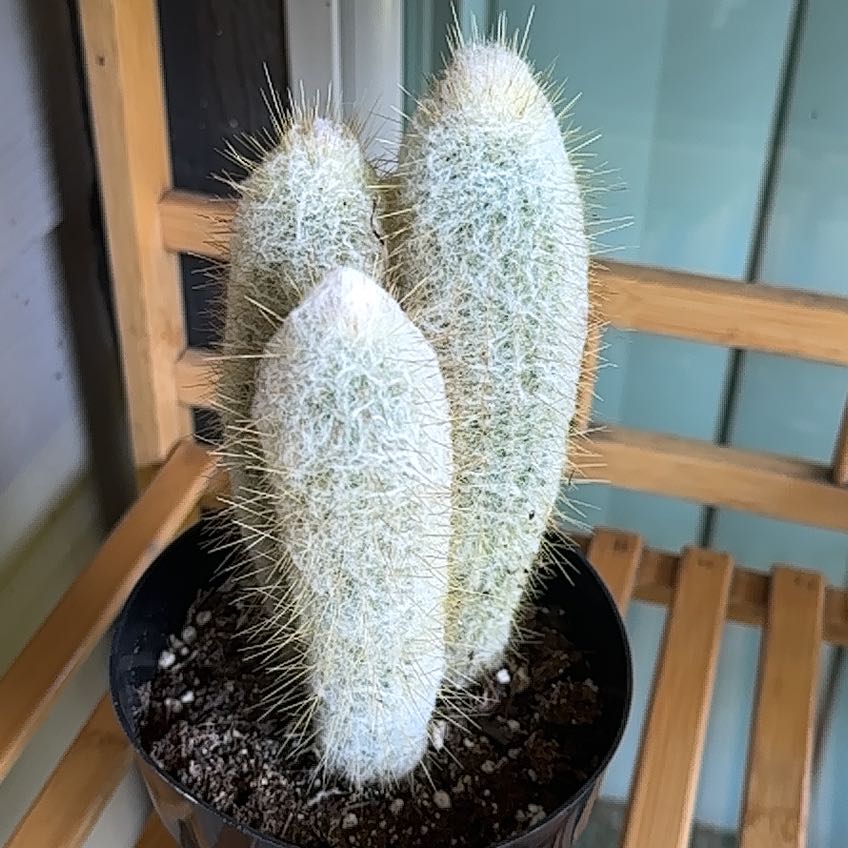 Photo of the plant species Espostoopsis dybowskii by @RulerBonsai27 named Sigmund on Greg, the plant care app