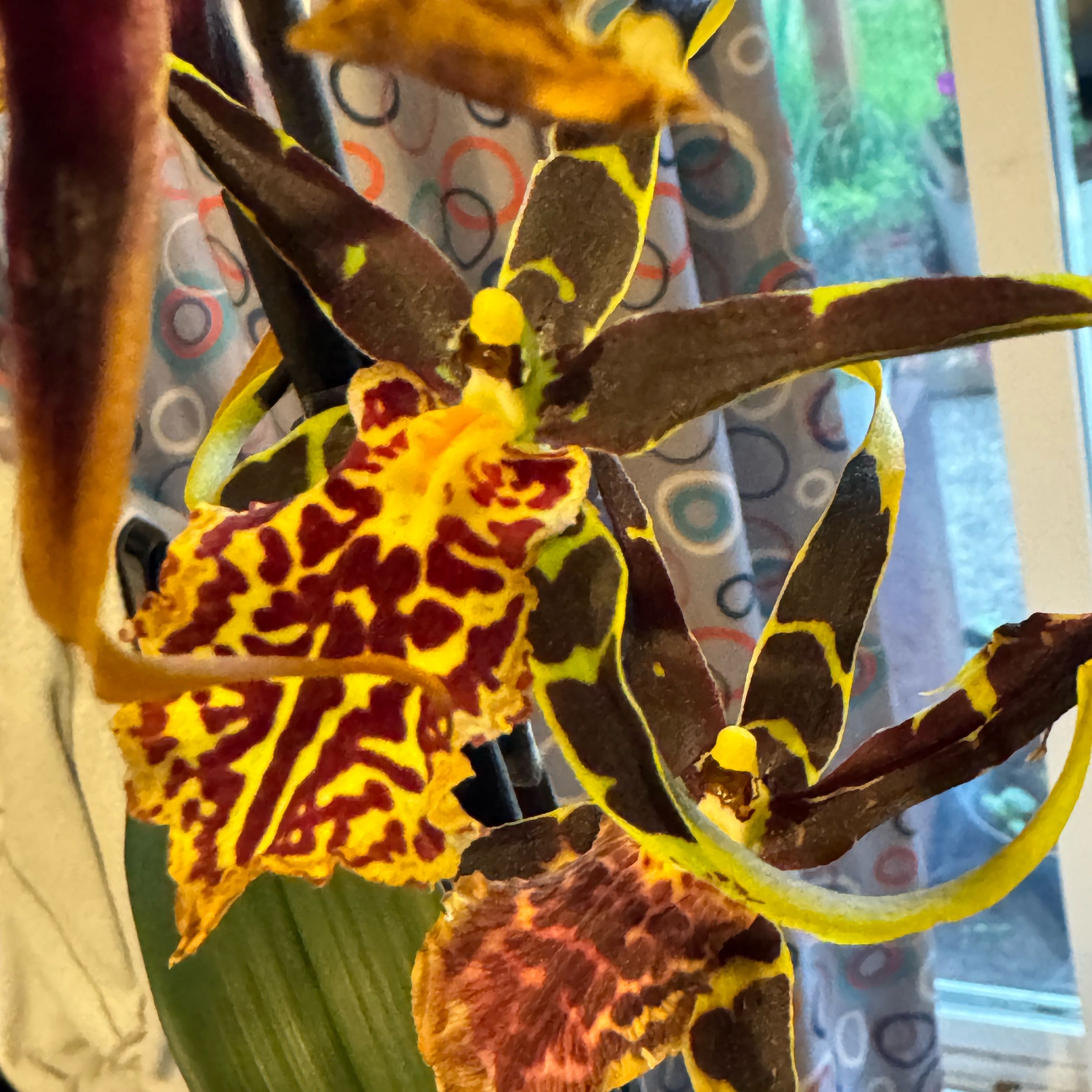 Photo of the plant species Brascidostele 'Gilded Tower Mystic Maze' by @ReveredRedash69 named Kee on Greg, the plant care app