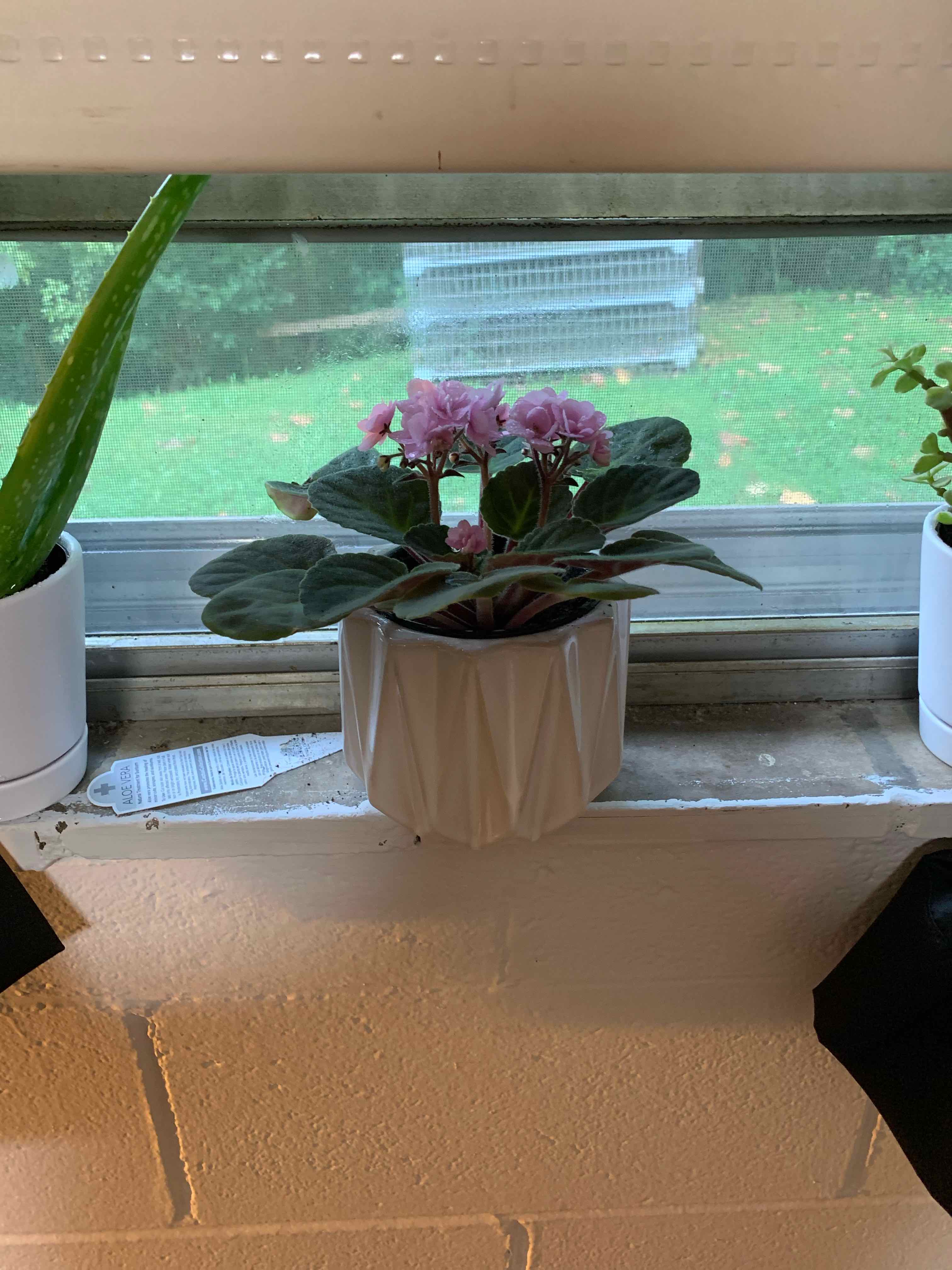 Kenyan Violet plant with blooming flowers on a windowsill, surrounded by other plants.