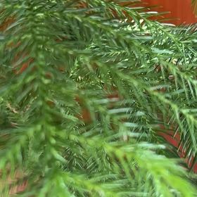 Photo of the plant species Dendrolycopodium dendroideum by @YardLambsear84 named James Dean on Greg, the plant care app