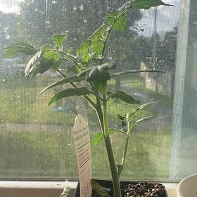 Photo of the plant species Tomato 'Super Sweet 100' by @DearNeem42 named Fernie Mercury on Greg, the plant care app