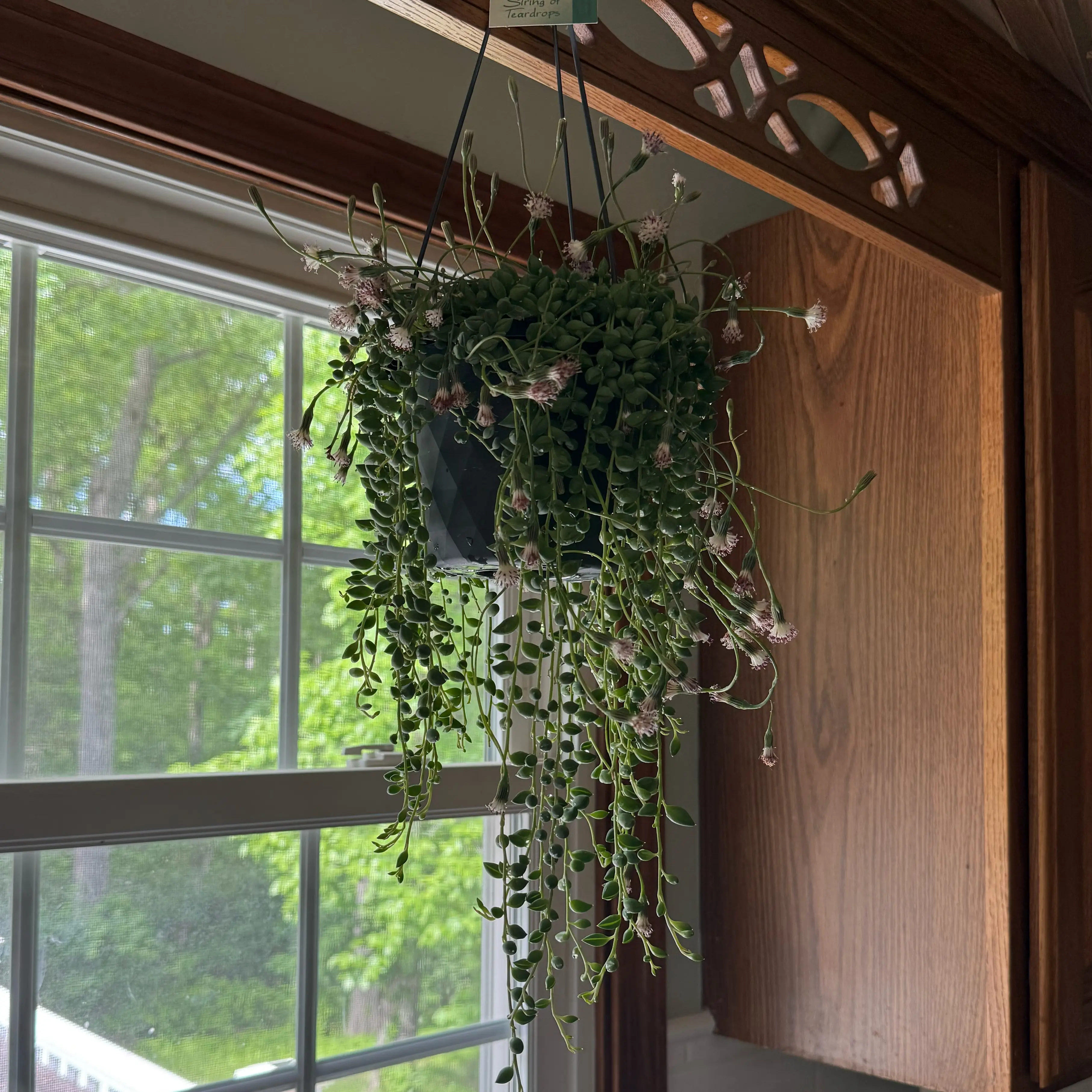 Photo of the plant species String of Teardrops by @GuruGutweed35 named TearAh on Greg, the plant care app