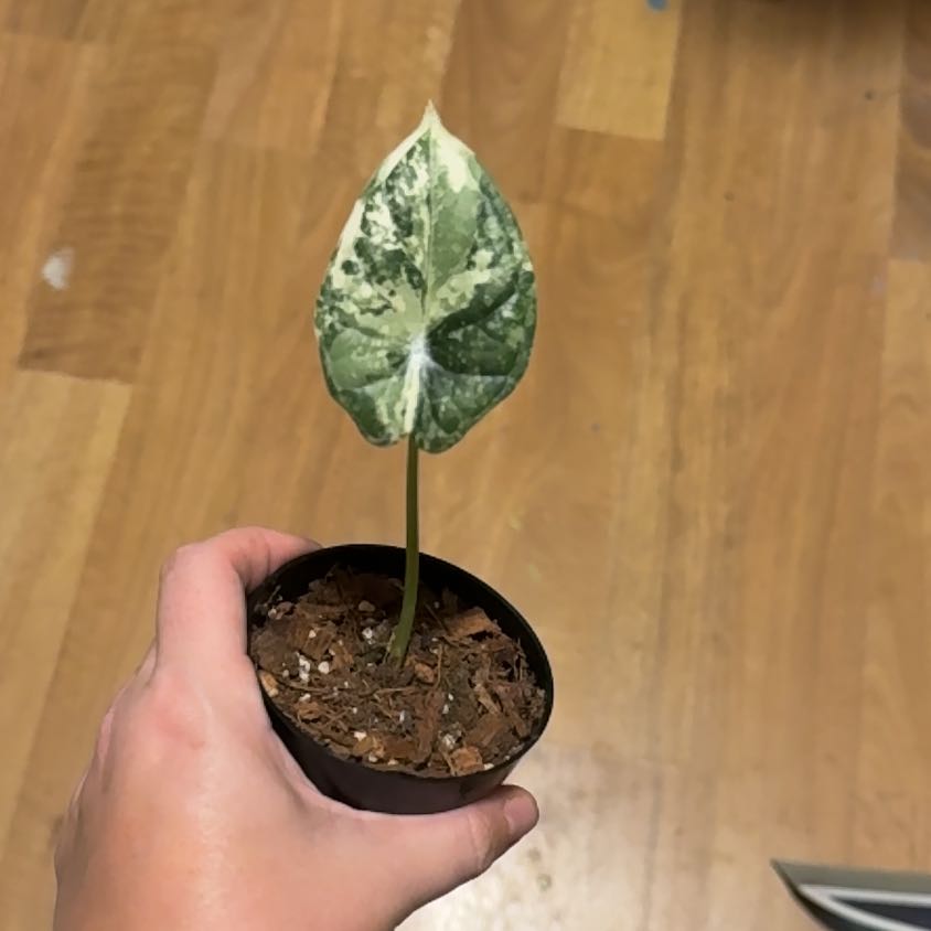 Photo of the plant species Varigated Dragon Scale by @ForeverCamellia named Huckleberry Fern on Greg, the plant care app