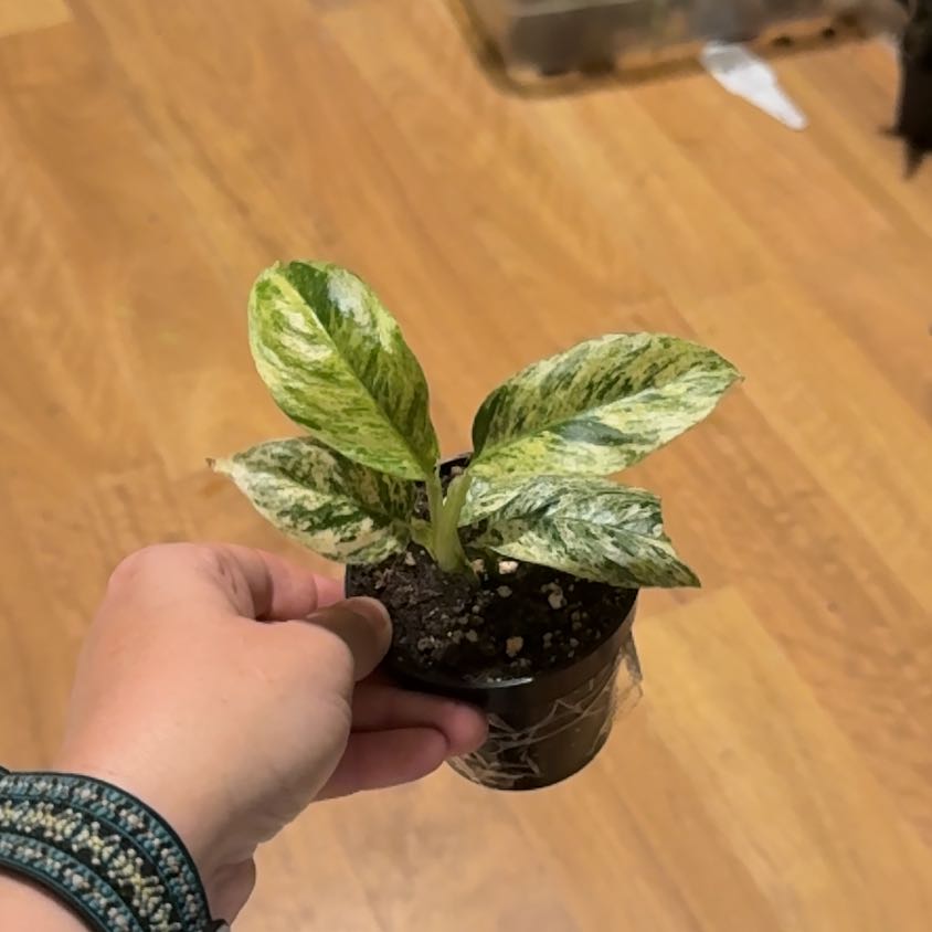 Photo of the plant species Rhaphodorphia puberela by @ForeverCamellia named Leaf Erickson on Greg, the plant care app
