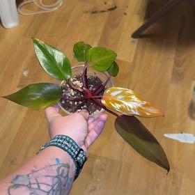 Photo of the plant species Philodendron Persimmon Princess by @ForeverCamellia named Osmo on Greg, the plant care app