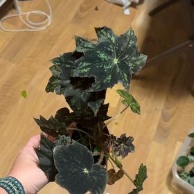 Photo of the plant species Rex Begonia by @ForeverCamellia named Harper on Greg, the plant care app
