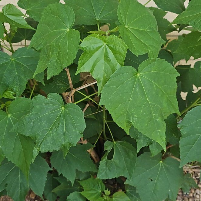 Photo of the plant species Cotton Rosemallow by @DevotedJicaro named Oscar on Greg, the plant care app