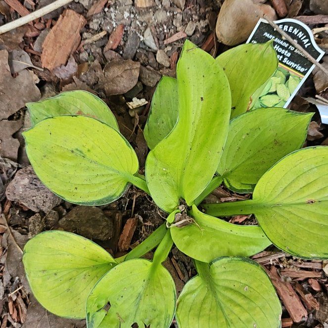 Photo of the plant species Rainforest Sunrise Hosta by @DevotedJicaro named Anne on Greg, the plant care app