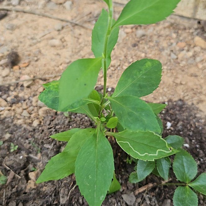 Photo of the plant species Hellebore by @DevotedJicaro named Captain Plant-it on Greg, the plant care app