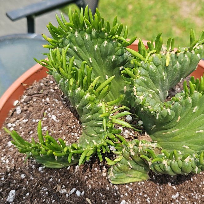 Photo of the plant species Crested eve's needle by @DevotedJicaro named Darwin on Greg, the plant care app