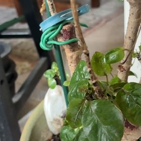 Photo of the plant species Aralia Fabian by @AgileCalethea36 named Daun mangkokan on Greg, the plant care app