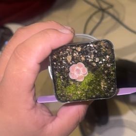 Photo of the plant species Mexican Butterwort by @EquablePhlox10 named Peter Parker on Greg, the plant care app