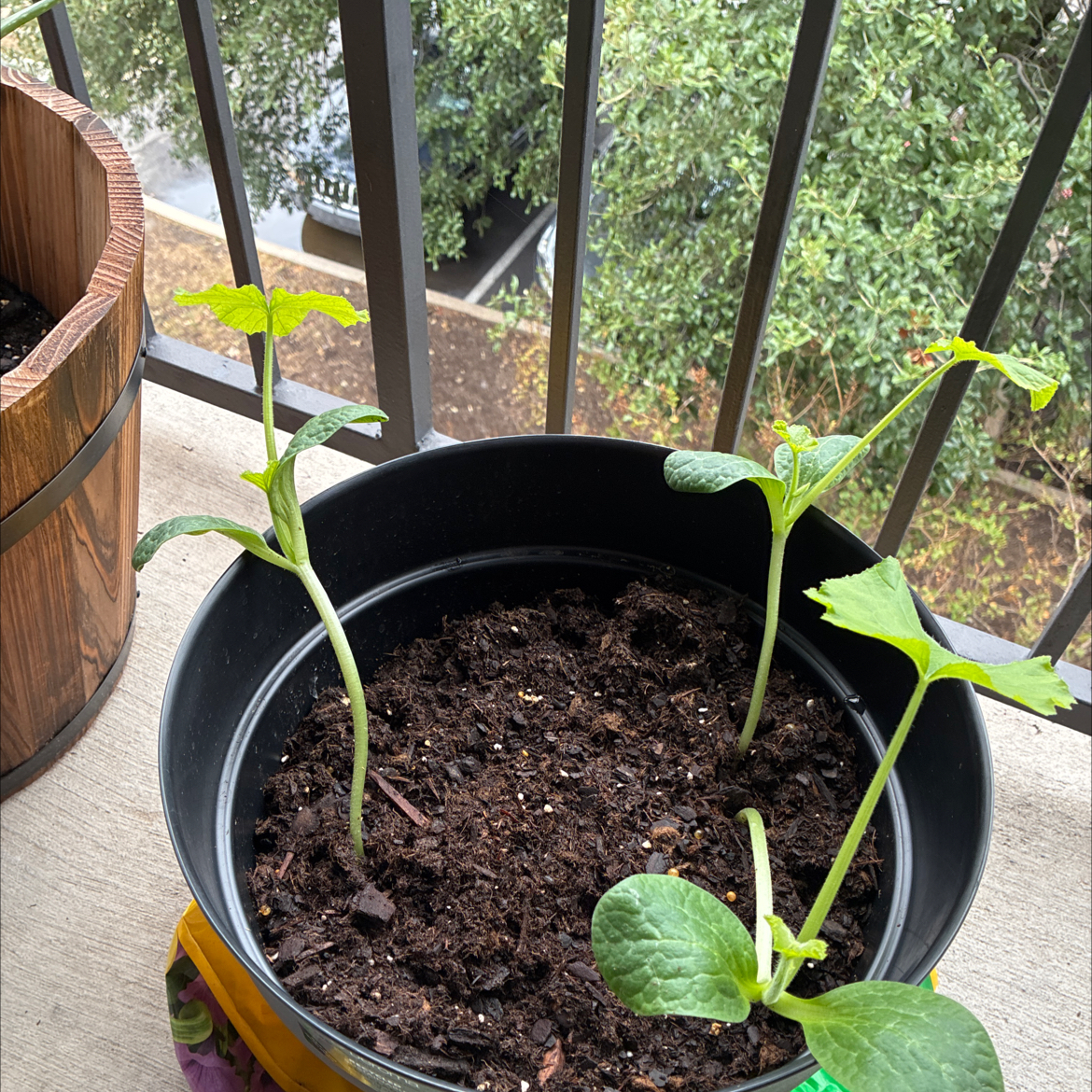 Photo of the plant species Pumpkin by @EquablePhlox10 named Foxxy on Greg, the plant care app