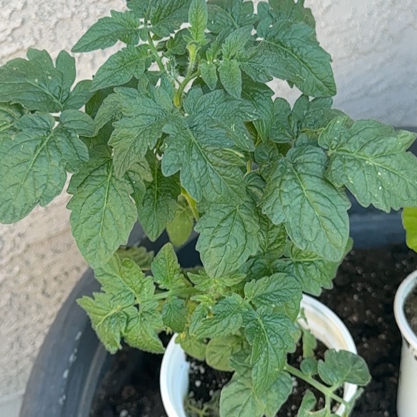 Photo of the plant species Husky Tomato by @AceSedge46 named Aristotle on Greg, the plant care app