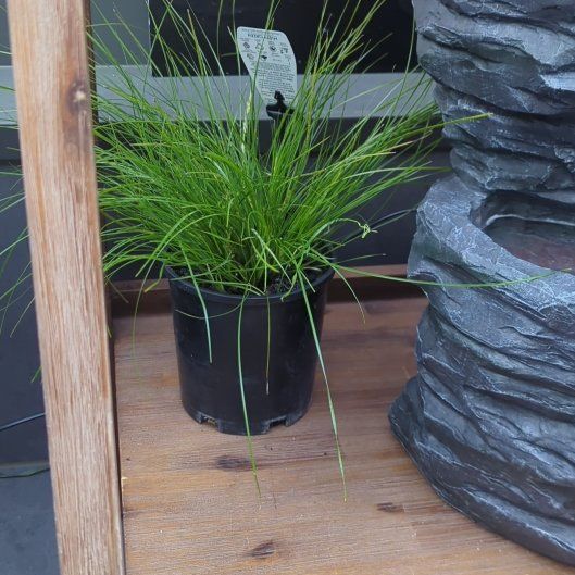 Photo of the plant species Lomandra confertifolia subsp. confertifolia by @SportyImpatiens named Sherlock on Greg, the plant care app
