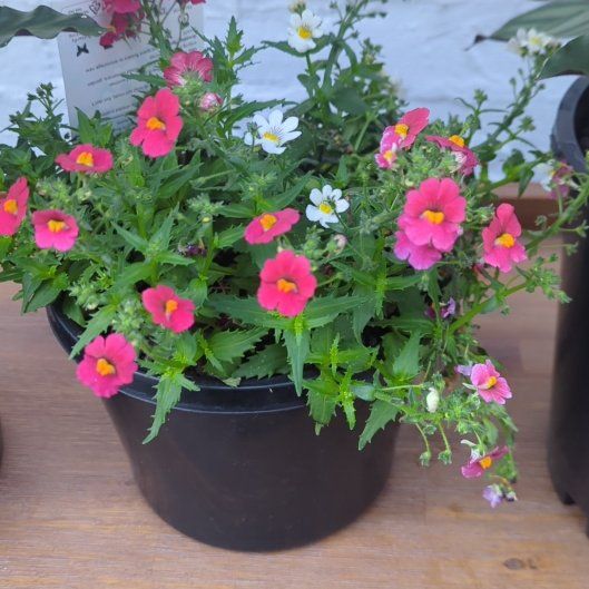 Photo of the plant species Nemesia by @SportyImpatiens named Muhammad Ali on Greg, the plant care app