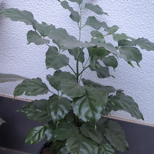 Photo of the plant species Radermachera 'Kunming' by @SportyImpatiens named Mando on Greg, the plant care app