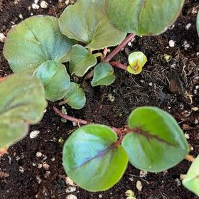 Photo of the plant species Lysimachia 'FanciFillers Sunburst' by @NativeBogbean30 named Lavender on Greg, the plant care app