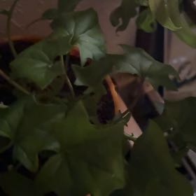 Photo of the plant species Cape Ivy by @NativeBogbean30 named Bodhi on Greg, the plant care app