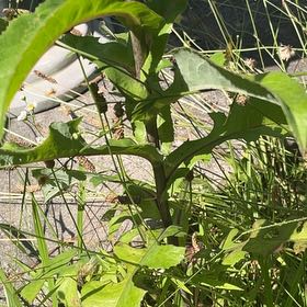Photo of the plant species Cup Plant by @UltimateHopsage named Rainier on Greg, the plant care app