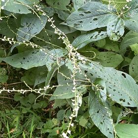Photo of the plant species Virginia Knotweed by @UltimateHopsage named Dolores on Greg, the plant care app