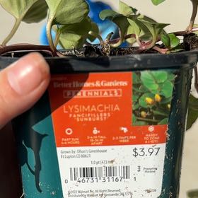 Photo of the plant species Lysimachia by @SavvyPotato39 named Michelle Branch on Greg, the plant care app