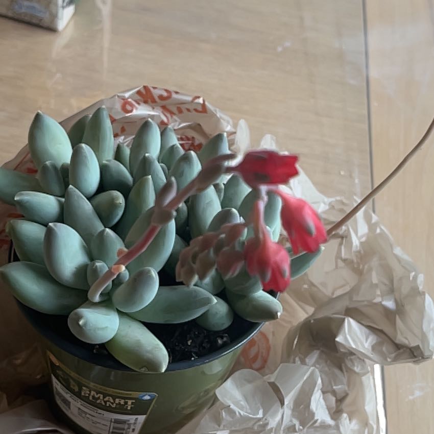 Photo of the plant species Succulent by @RadHenbane79 named Curie on Greg, the plant care app