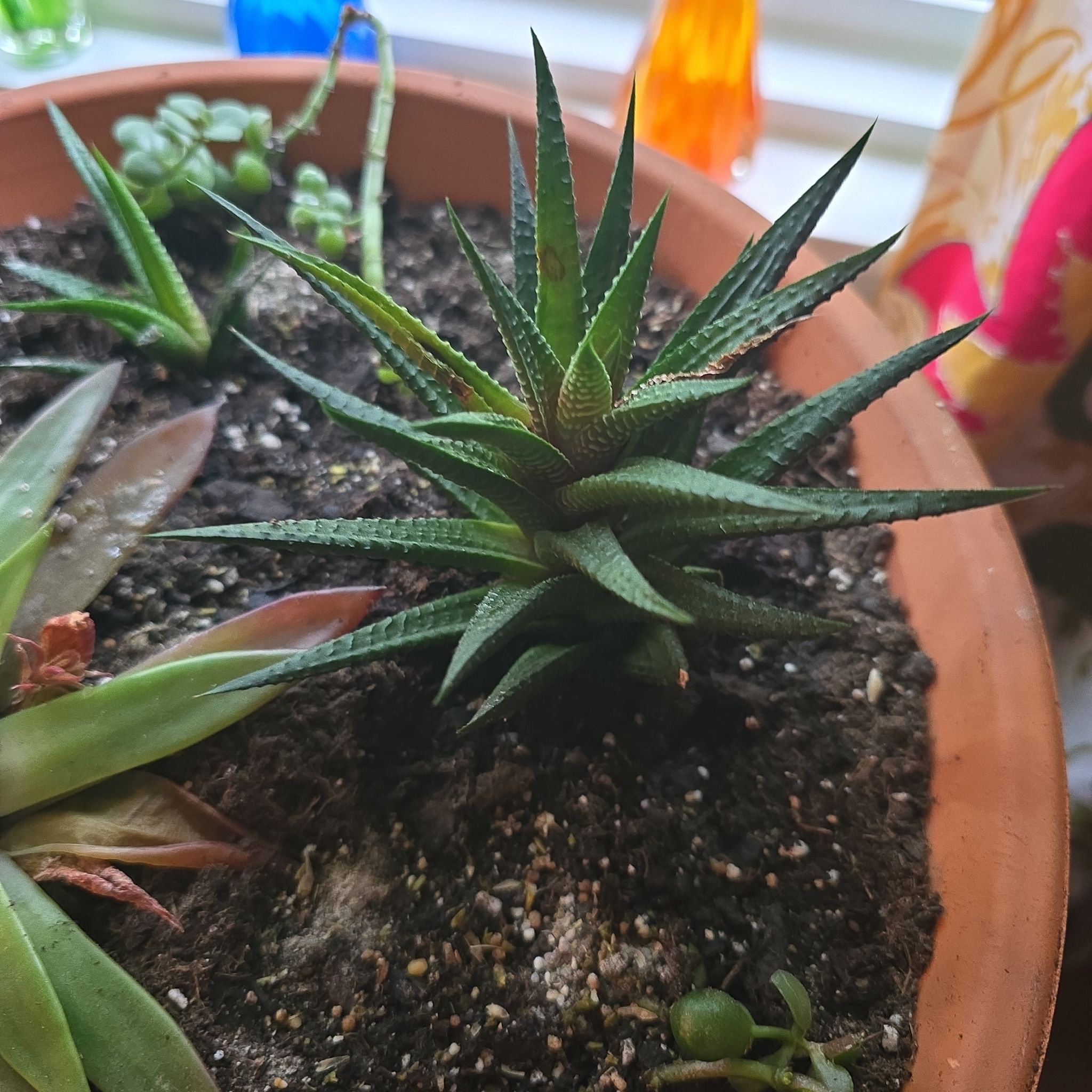 Photo of the plant species Haworthiopsis limifolia 'Twister' by @PromptPetunia36 named Zeus on Greg, the plant care app