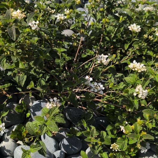 Photo of the plant species Velvet Shrubverbena by @SultryNoni15 named Anne on Greg, the plant care app