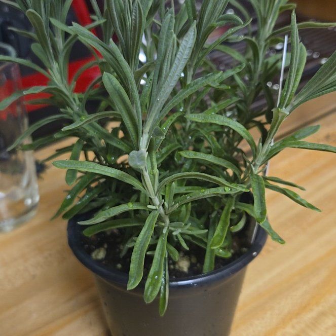 Photo of the plant species Spanish Lavender 'Sanne' by @TryMizuna18 named ChloroPhil on Greg, the plant care app