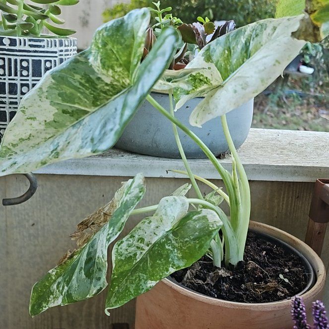 Photo of the plant species Alocasia Batik 'Blizzard' by @AnewBacchus7 named Maya on Greg, the plant care app