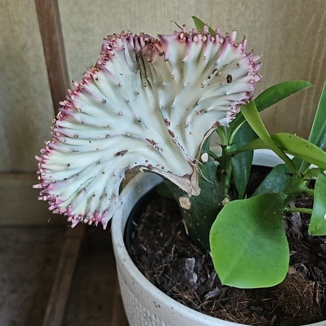 Photo of the plant species Red Euphoria Cactus by @AnewBacchus7 named Stella on Greg, the plant care app