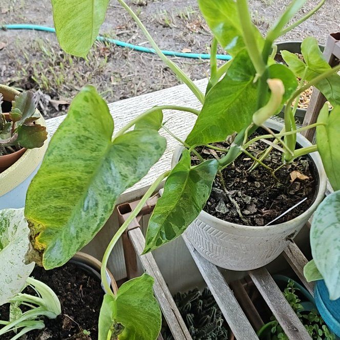 Photo of the plant species Philodendron by @AnewBacchus7 named Bigleef Smalls on Greg, the plant care app