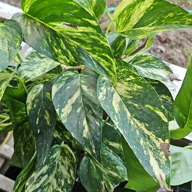 Photo of the plant species Epipremnum 'Sunburst' by @AnewBacchus7 named Aria on Greg, the plant care app