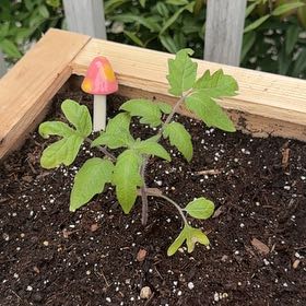 Photo of the plant species Oregon Spring Tomato by @AbleTexasash7 named Sol on Greg, the plant care app