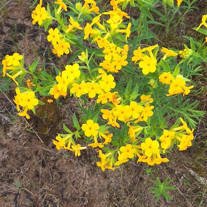 Photo of the plant species Dwarf Marigold by @QuietRoseiflora named Surya on Greg, the plant care app