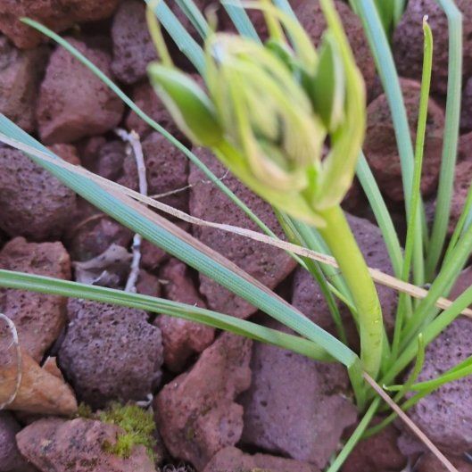 Photo of the plant species Star of Bethlehem by @AproposPinoak32 named Mochi on Greg, the plant care app